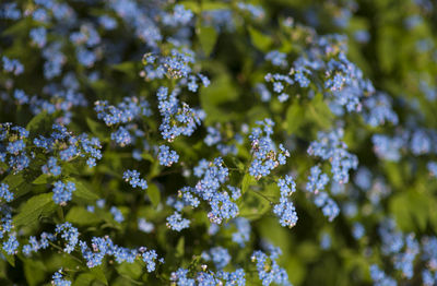 Close-up of flowering plant