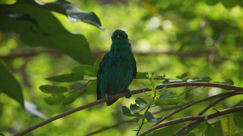 Close-up of bird perching on branch