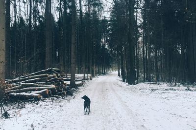 Black dog on snow covered street amidst trees in forest