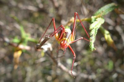 Close-up of insect on flower