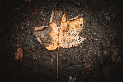 High angle view of maple leaf on street