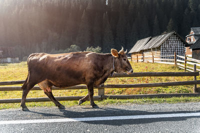 Cows on field