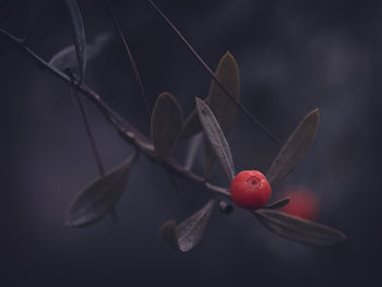 Close-up of red berries on plant