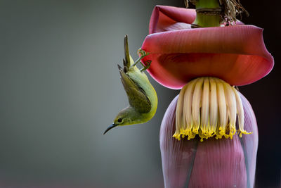 Close-up of bird perching on flower