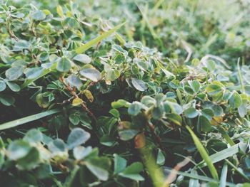 High angle view of plants growing on field
