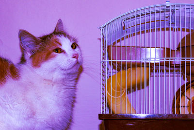 Close-up of a cat looking away