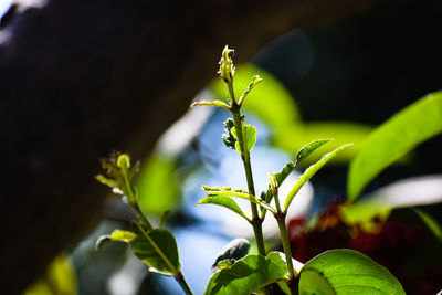 Close-up of insect on plant