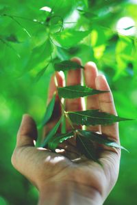 Close-up of hand holding leaf