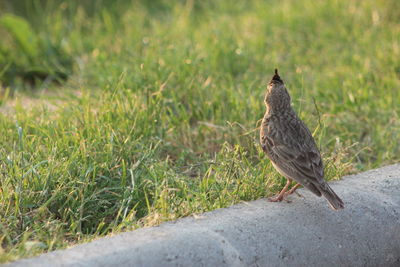 Close-up of a bird perching on a field