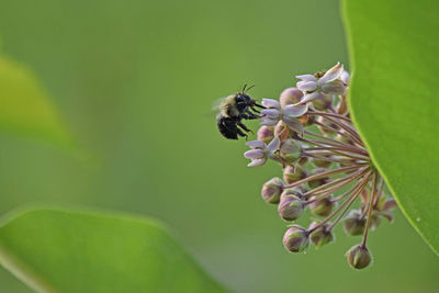 Close-up of bee pollinating on flower