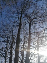 Low angle view of trees against sky