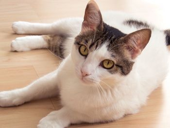 Close-up portrait of cat