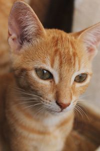 Close-up portrait of a cat