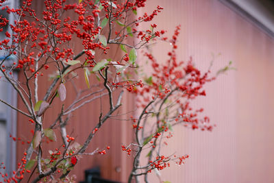 Close-up of pink flowers blooming on tree