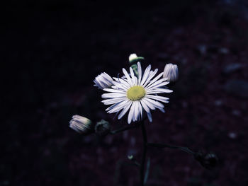 Close-up of white flower blooming outdoors