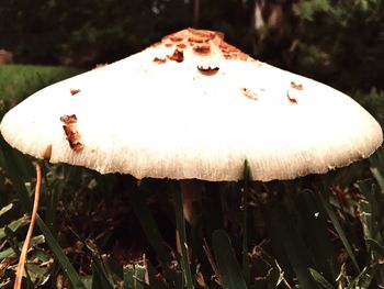 Close-up of mushroom on field