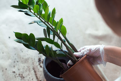 Close-up of hand holding potted plant