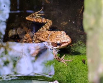 Close-up of frog on rock