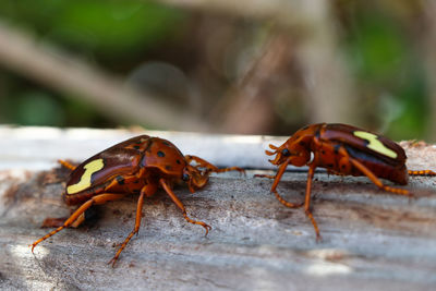 Close-up of insect on wood