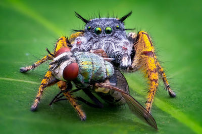 Jumping spider eating fly