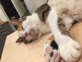 Close-up of cat sleeping at home