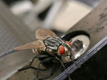 Close-up of housefly