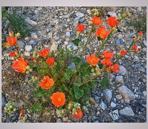 Close-up of red flowers