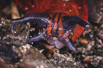 Close-up of insect on rock