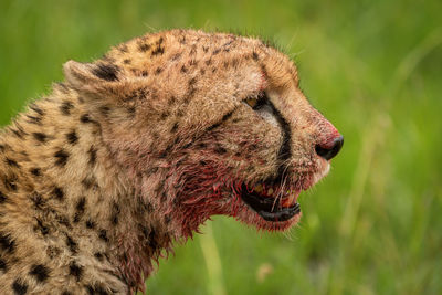 Close-up of bloodstained cheetah head in profile