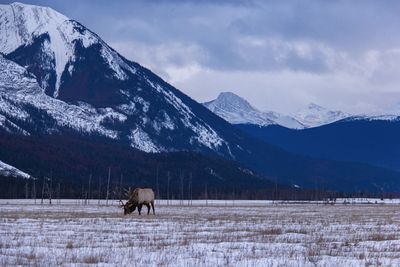 Horse on snow covered field against sky