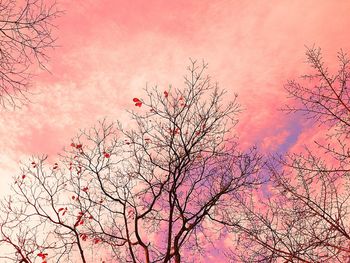 Low angle view of bare tree against sky during sunset