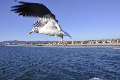 Seagull flying over seascape 