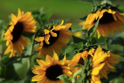 Close-up of yellow flowering plant