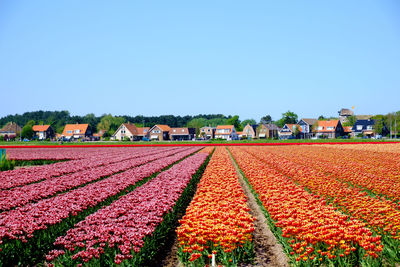 Red flowers growing on field against clear blue sky