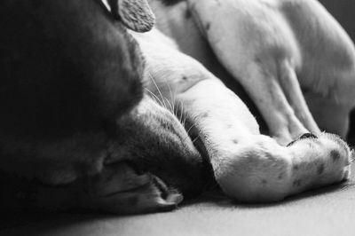 Close-up of dog sleeping