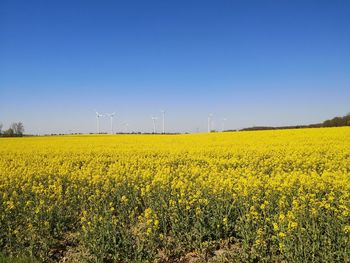 Yellow flowers on field against clear sky