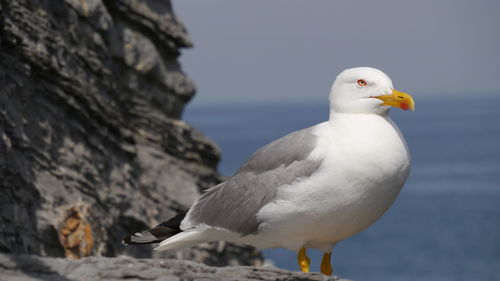 Close-up of seagull perching on rock by sea against sky