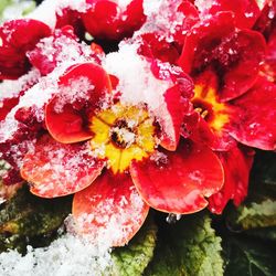 Close-up of wet red flowers blooming outdoors