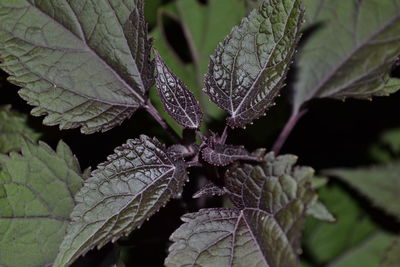 Close-up of fresh green leaves