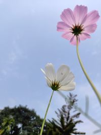 Close-up of white flowering plant against sky