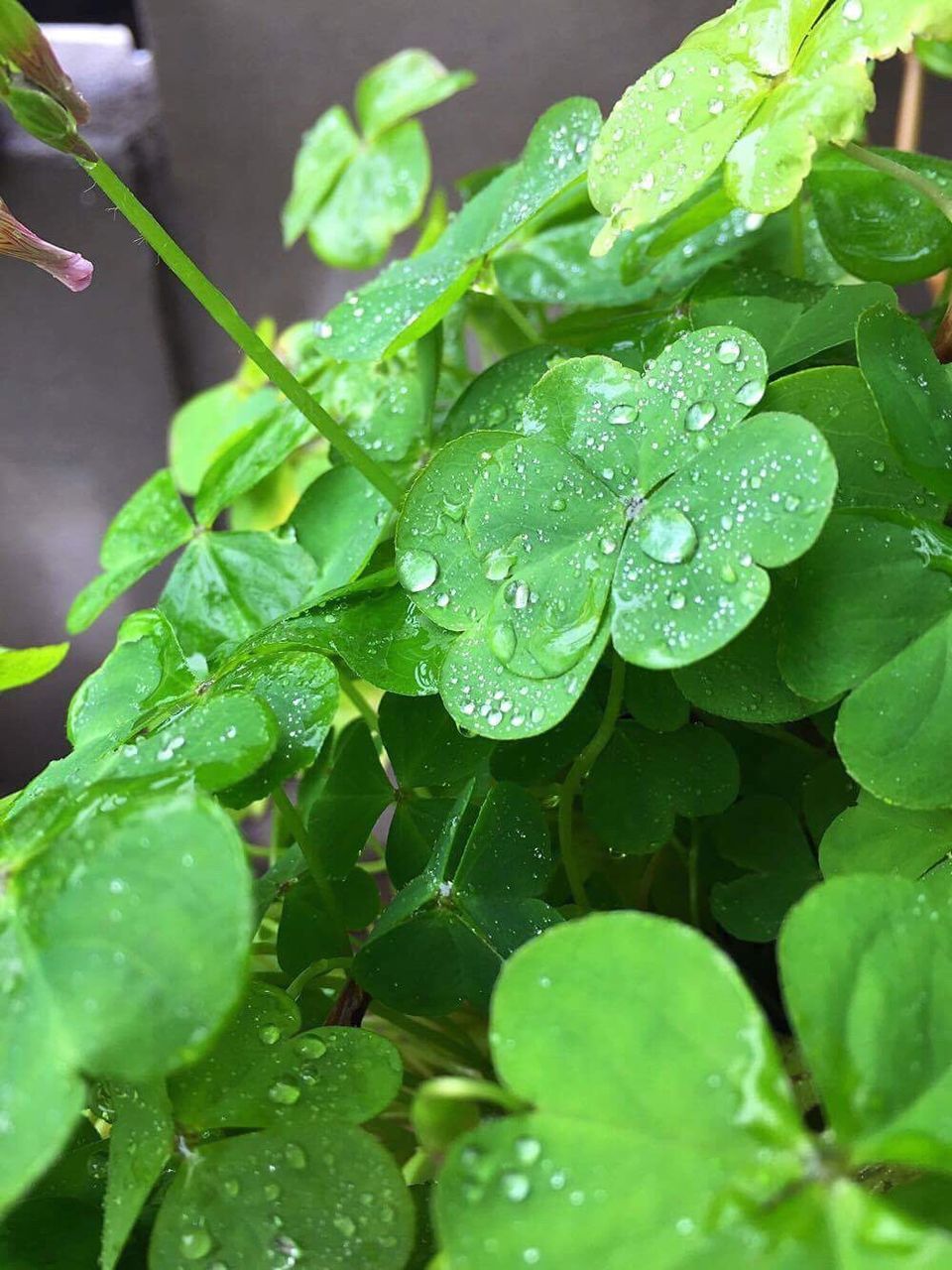 drop, wet, water, nature, leaf, growth, rain, dew, close-up, freshness, fragility, plant, focus on foreground, beauty in nature, raindrop, green color, no people, rainy season, outdoors, day, purity