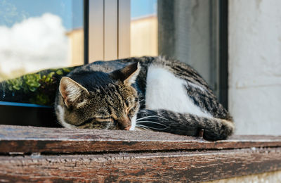 Domestic cat sleeping on window sill.