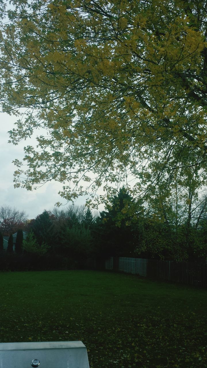 tree, grass, green color, growth, building exterior, built structure, architecture, park - man made space, field, nature, lawn, grassy, sky, tranquility, beauty in nature, branch, sunlight, day, outdoors, tranquil scene