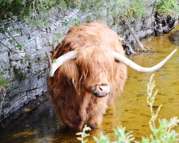 View of a horse drinking water