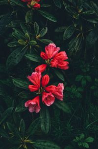 Close-up of red flowering plant