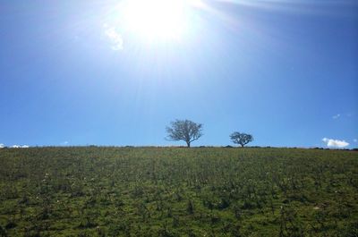 Scenic view of grassy field against sky