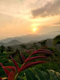 Close-up of plants growing on field against sky during sunset