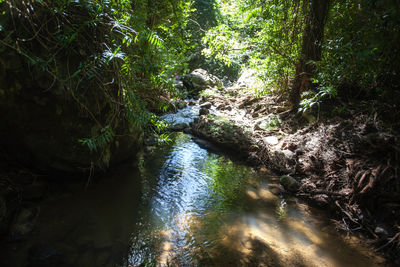 River amidst trees in forest