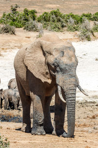 Elephant standing in a field