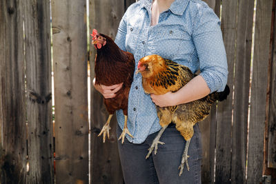 Midsection of woman holding chickens against wooden fence